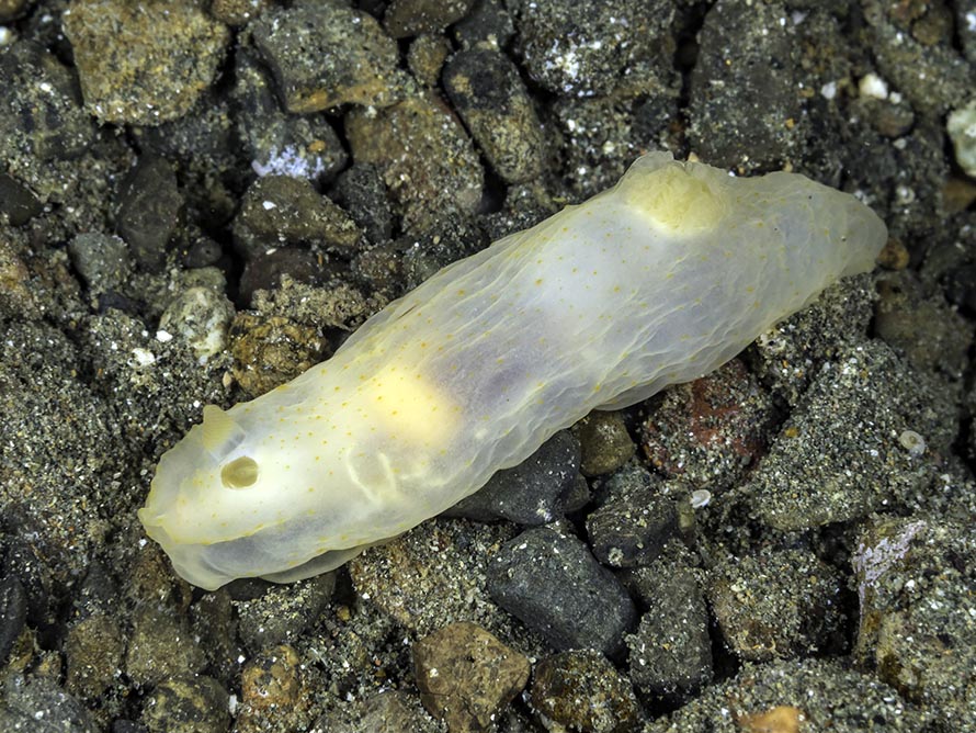 Gymnodoris sp. 35